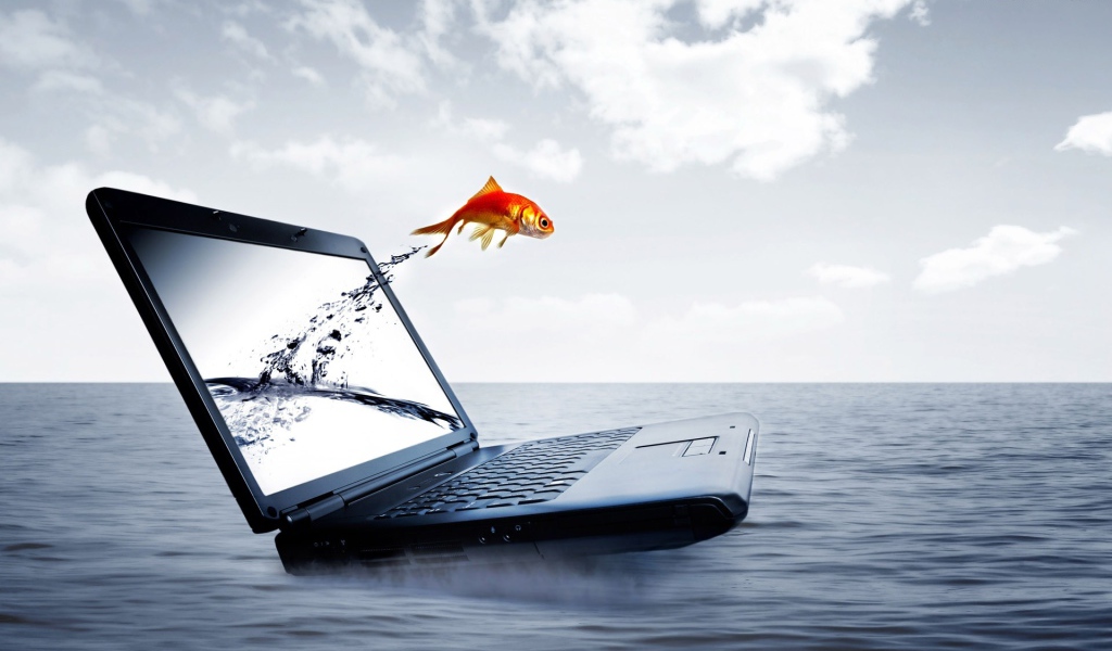 Рыбка с экрана ноутбука HP