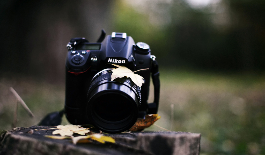 Никон на пне