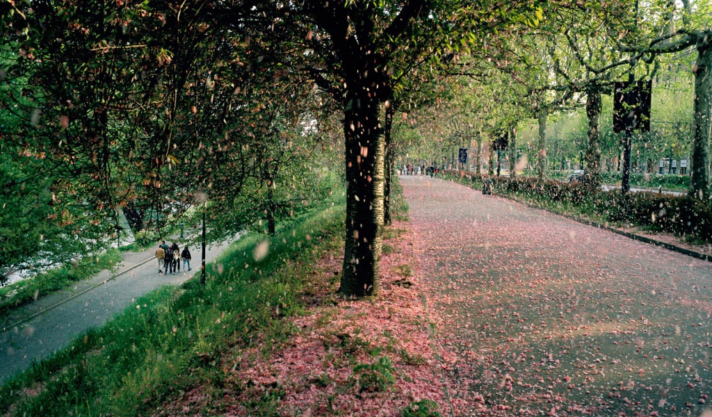 Тополиный пух