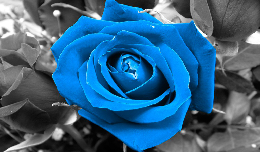 Синяя роза на чёрно-белом фоне
