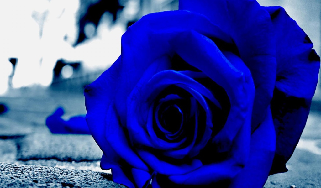 Синяя роза на асфальте