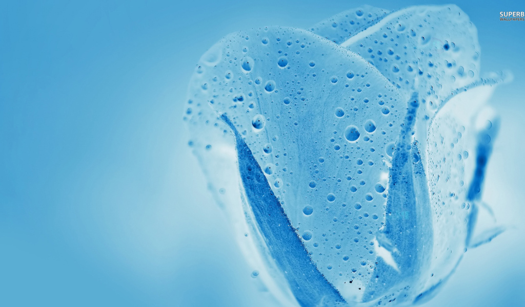 Синяя водяная роза