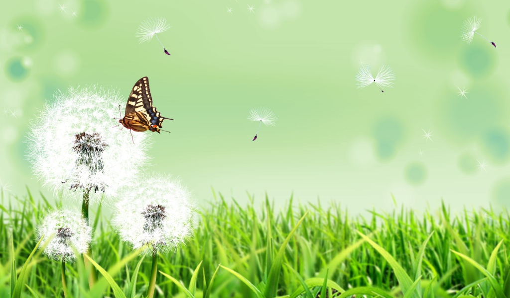 Бабочка на природе