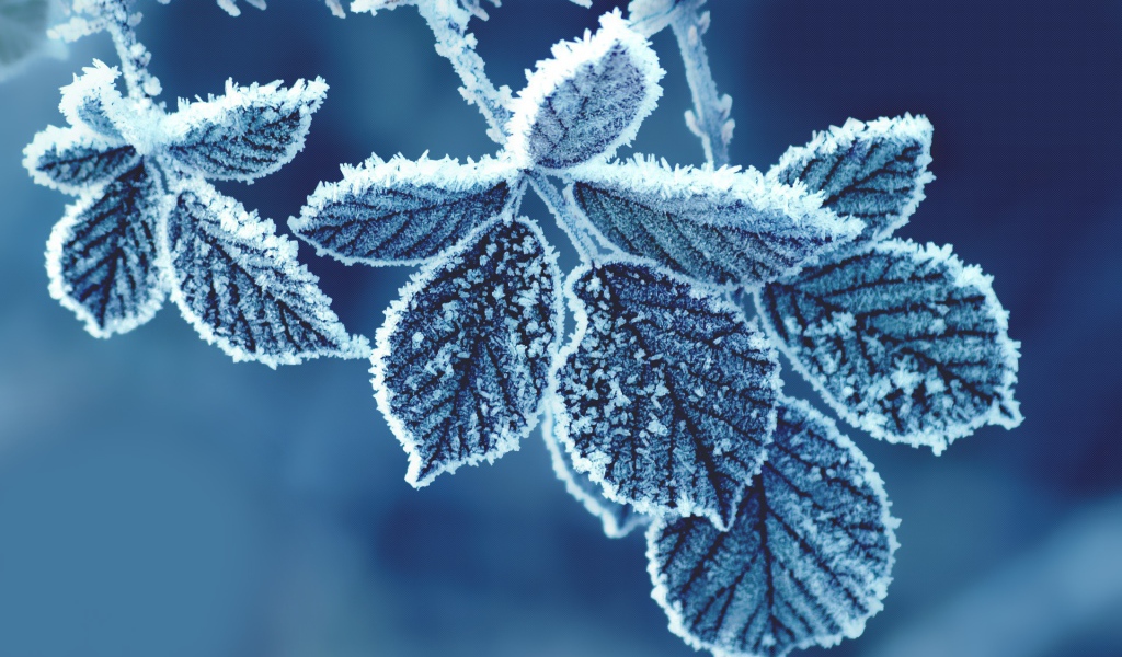 Холодные листья