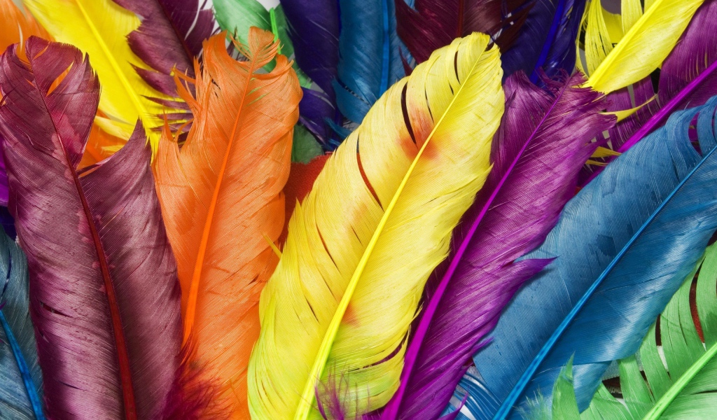 Feathers in colors