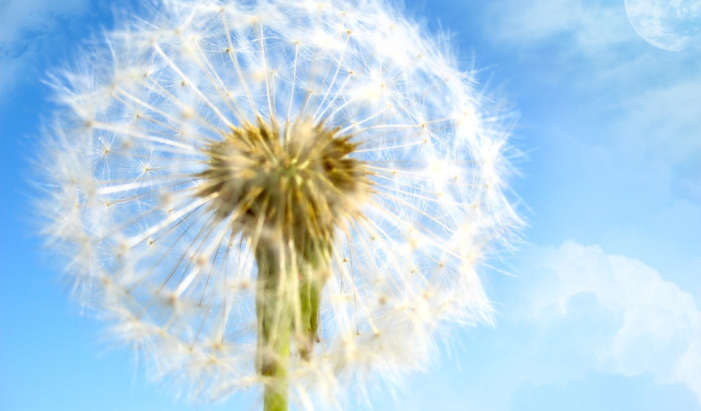 Цветок в мире мечты