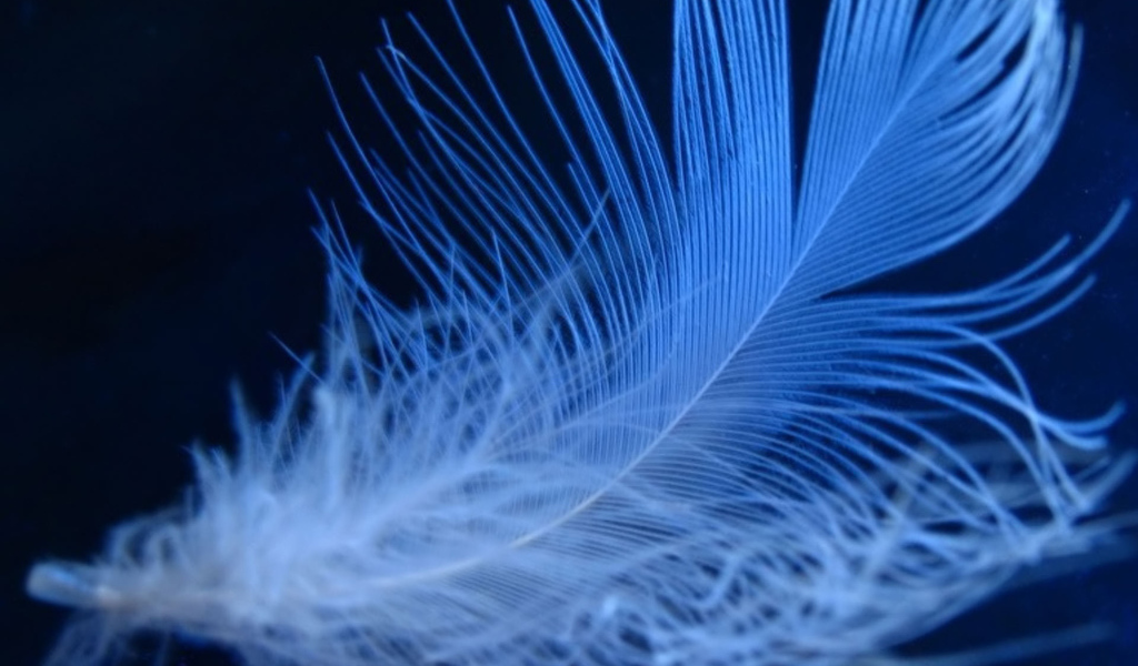 Пушистое неоновое перо