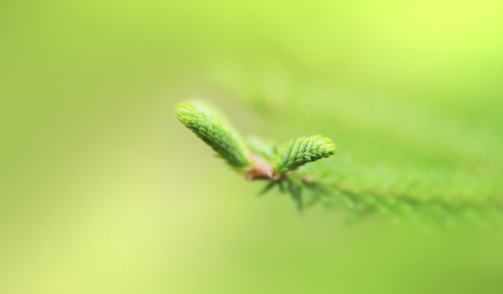 Свежая зелень