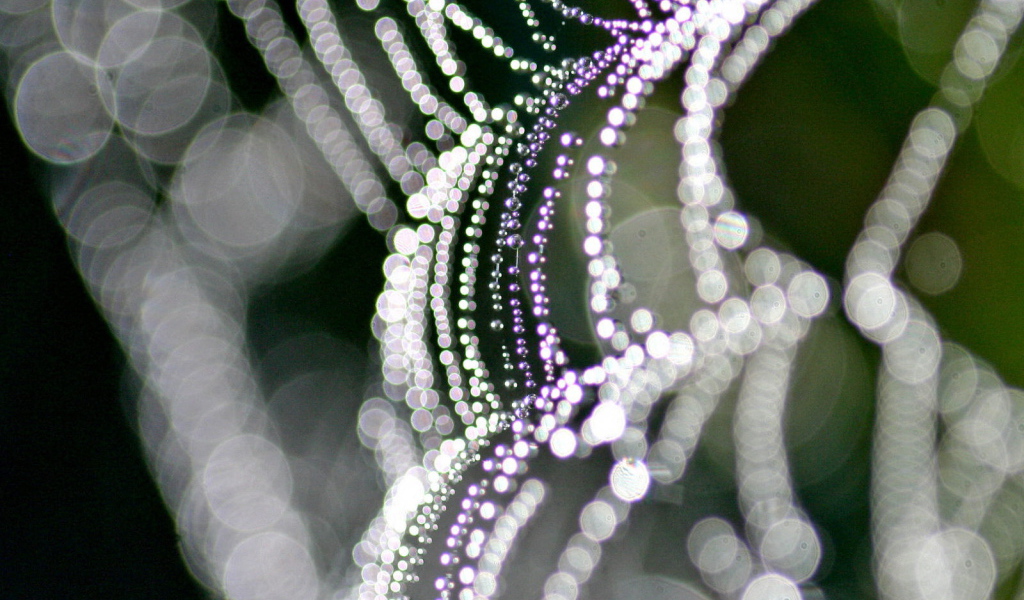 На паутине бусинки росы