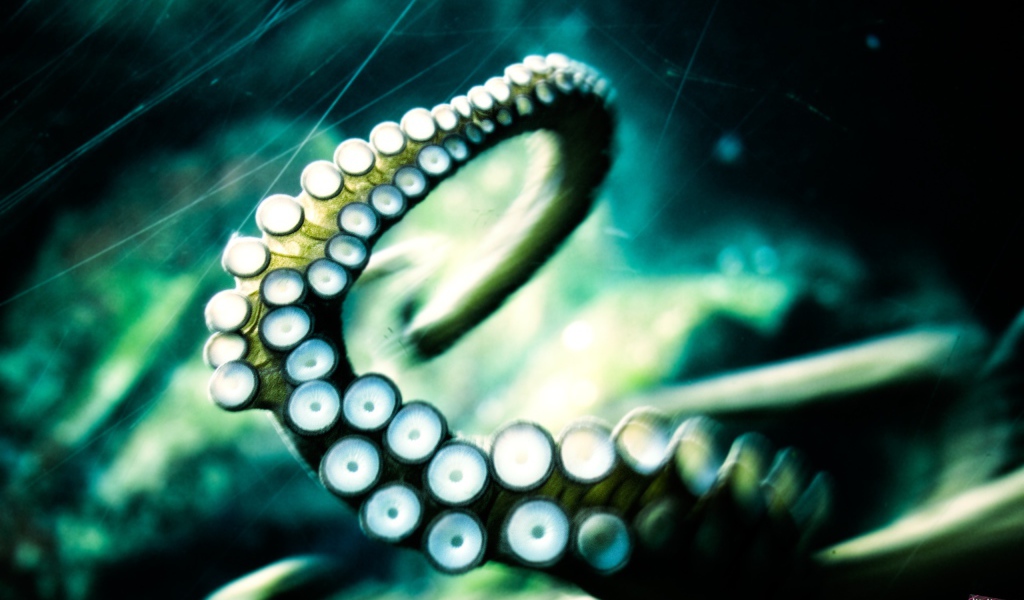 Отпустите кракена