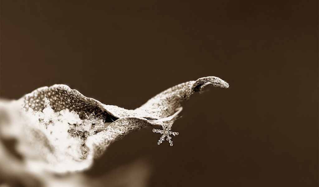 Snowflake on a dry leaf