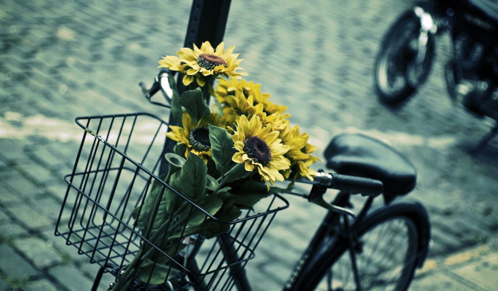 Подсолнухи в корзине велосипеда
