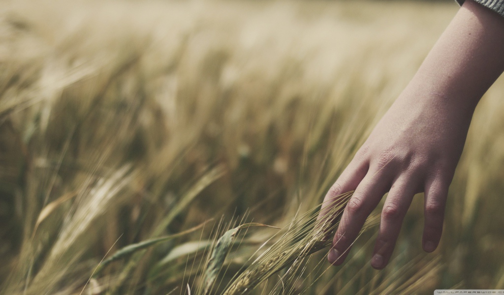 Колосья пшеницы в руке