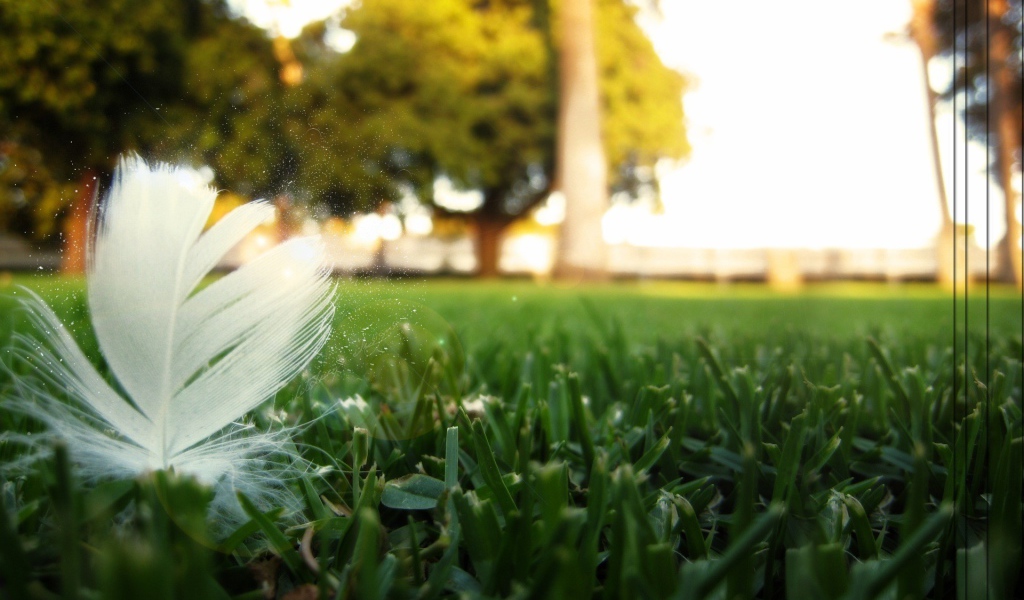 Перо птицы на траве