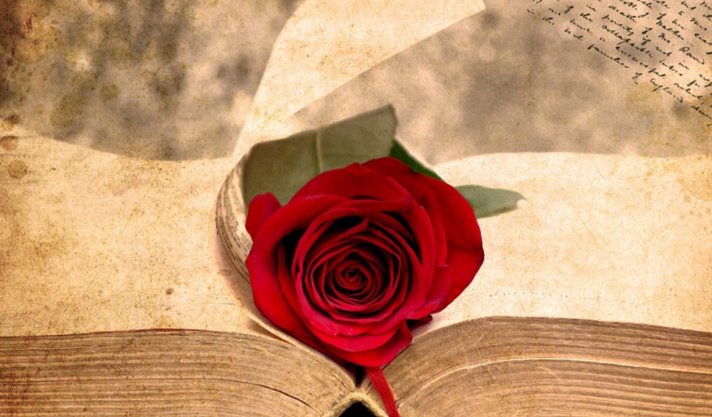 Роза на старинной книге