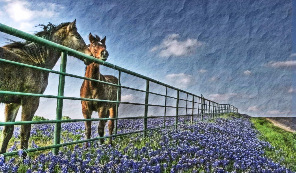 Лошади у забора