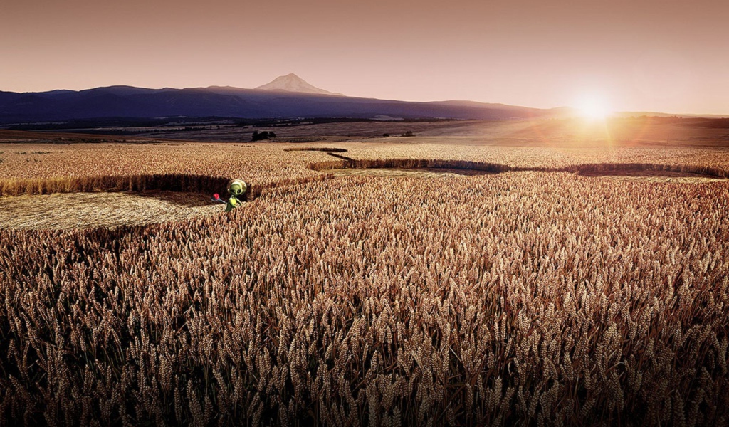 Цифровой рисунок поля