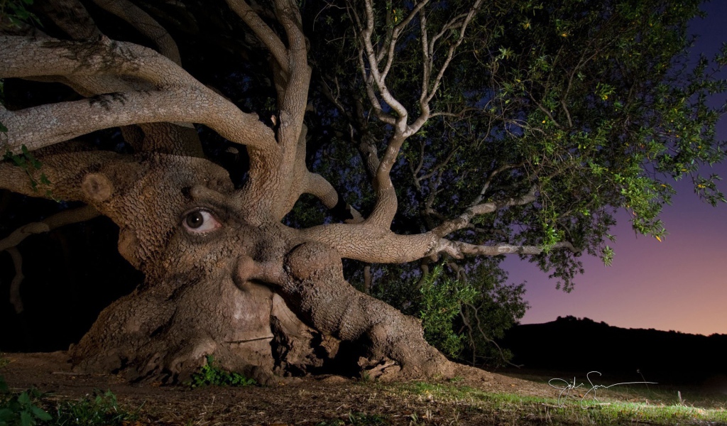 Дерево с глазом