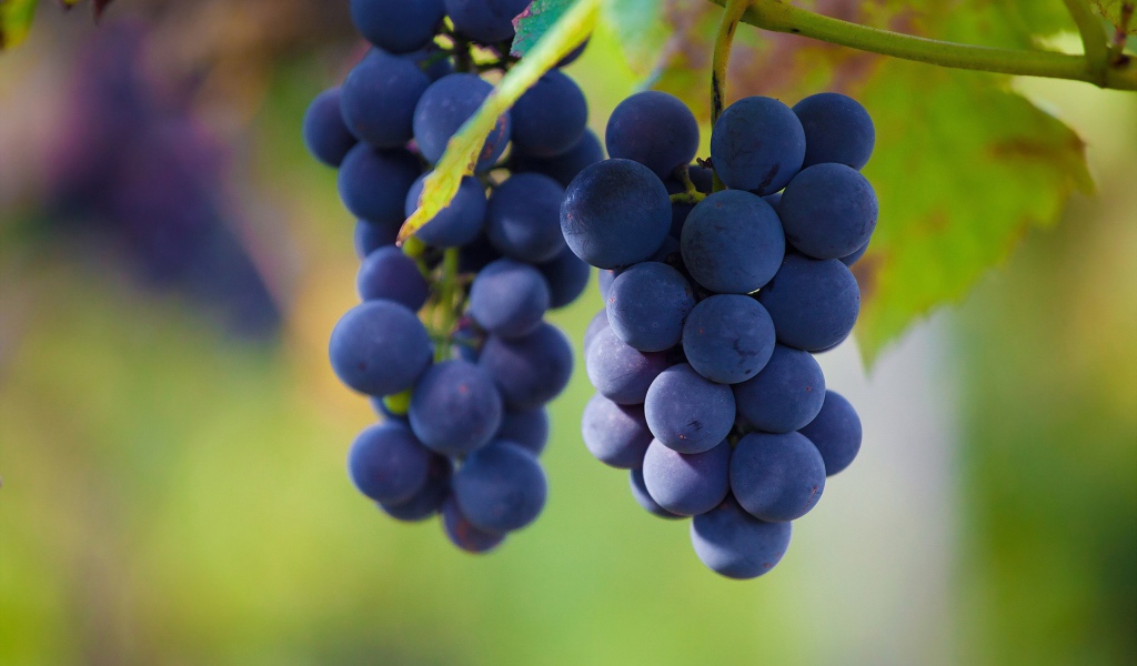 Гроздья винограда