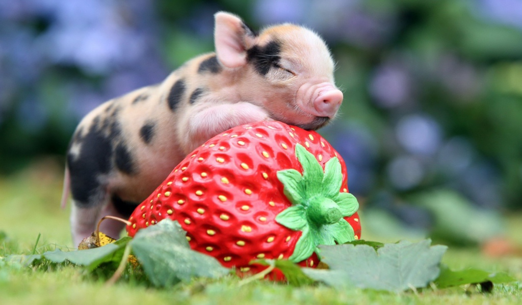 Поросенок с клубникой