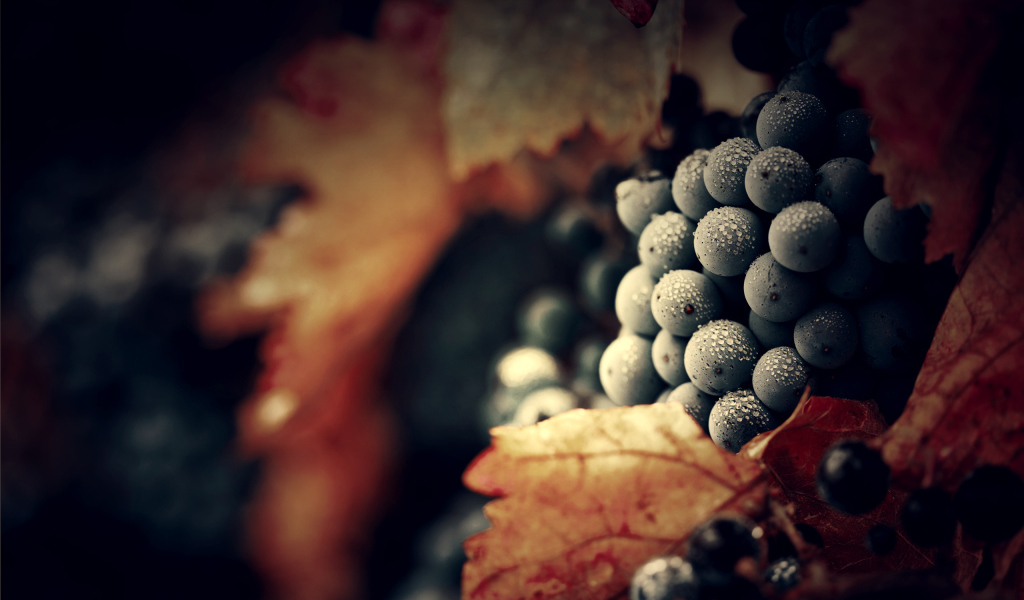 Спелый виноград