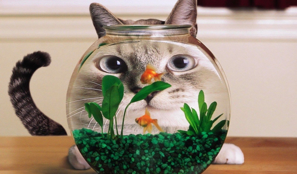 Кот смотрит на рыбок