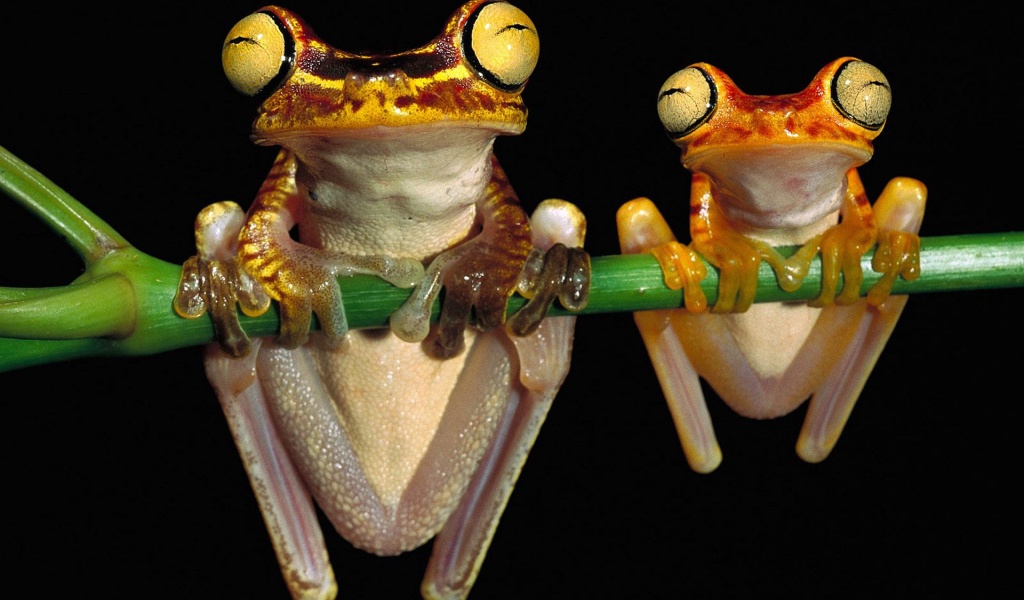 Лягушки висят на ветке