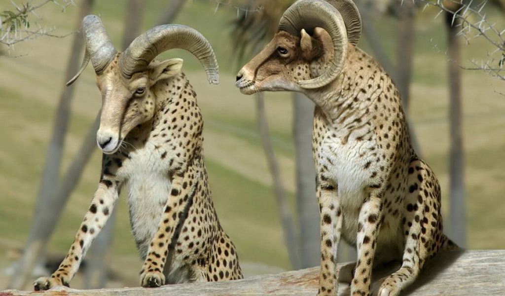 Бараны в леопардовой шкуре