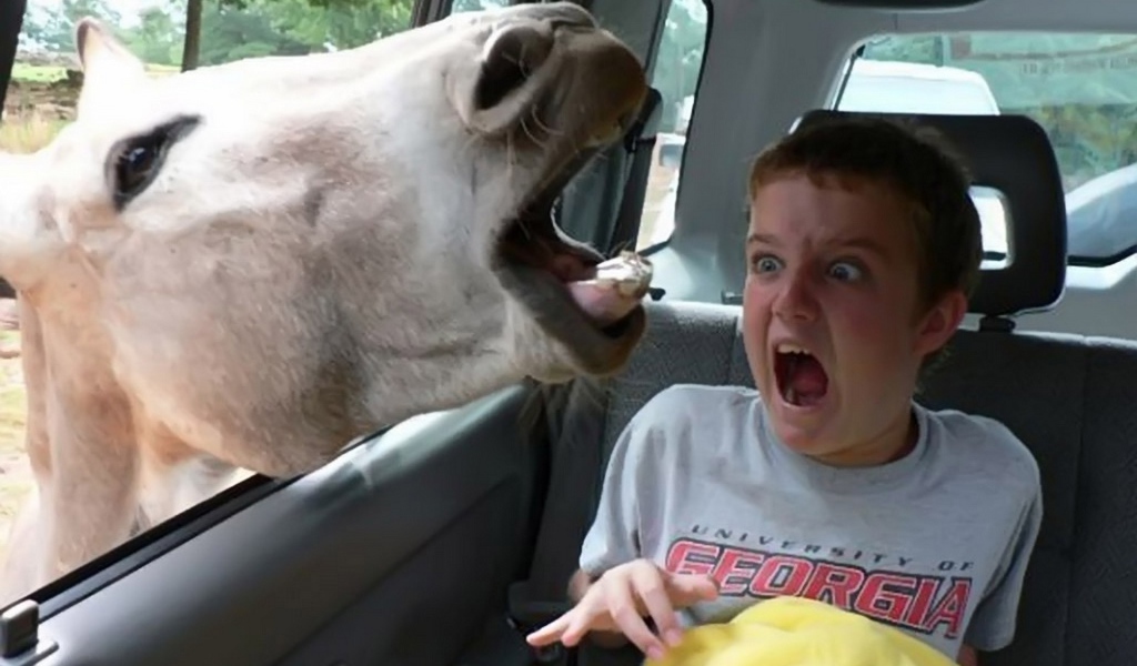 Осел напугал ребенка