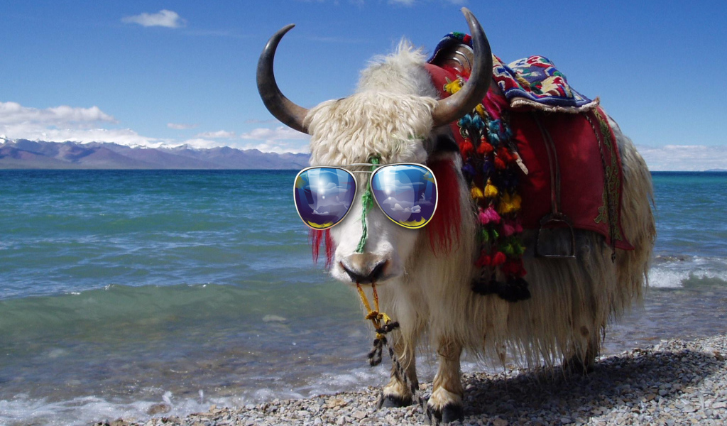 Бык в солнечных очках