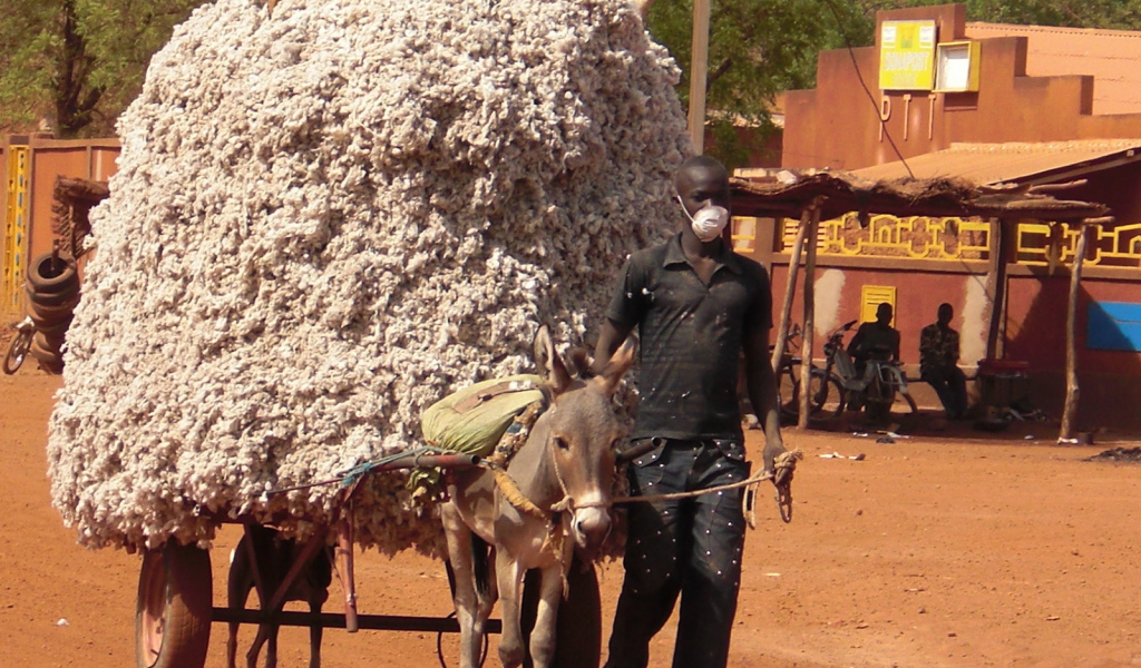 Маленький осел везет большой воз