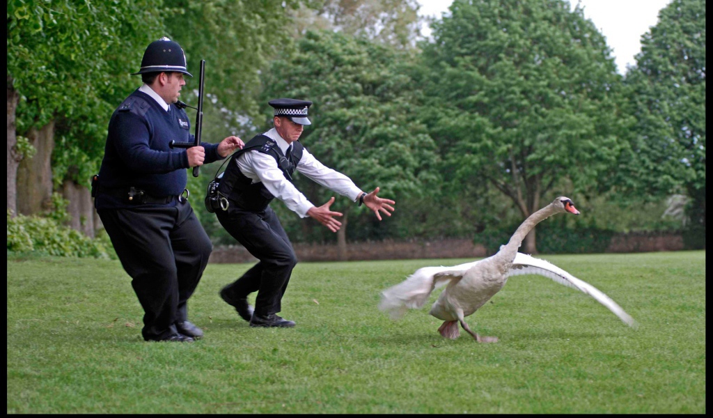 Полиция ловит гуся