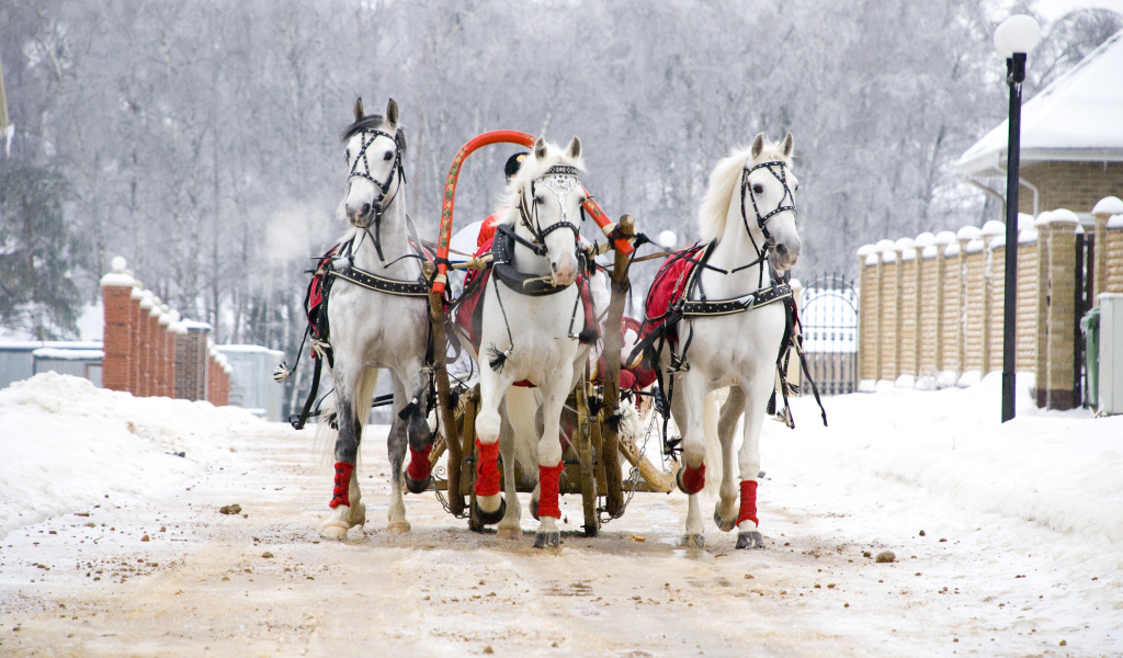 Русская тройка на Масленицу