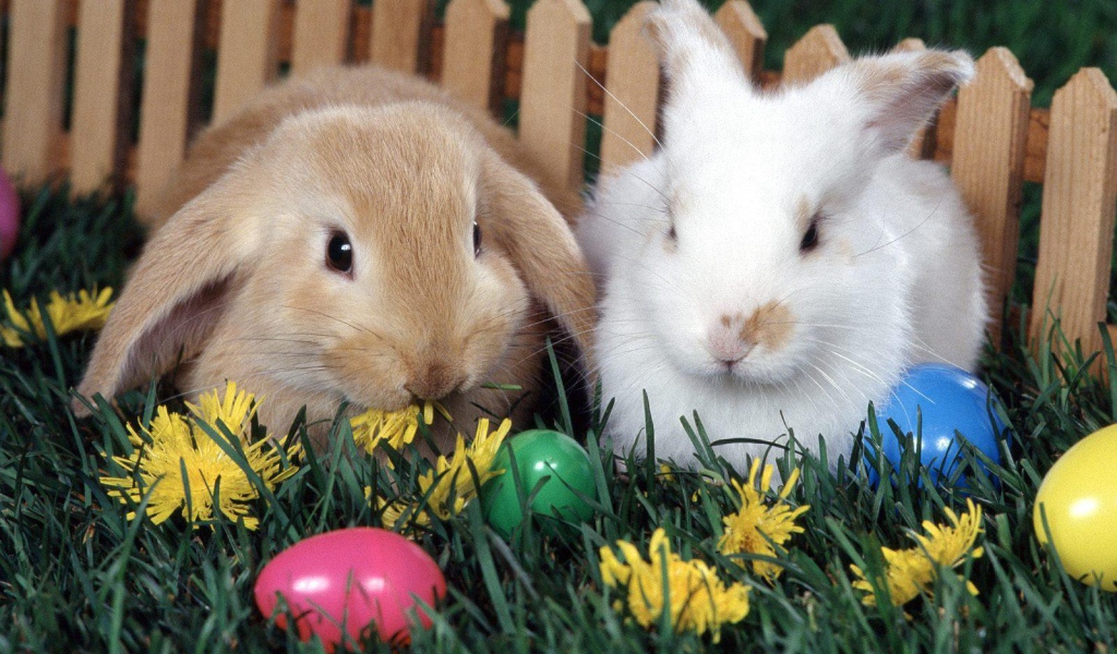 Кролики у забора на Пасху