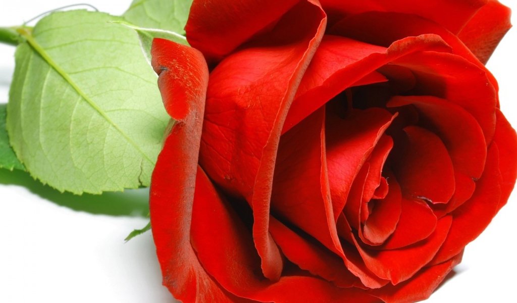 Красивая красная роза крупным планом на восьмое марта