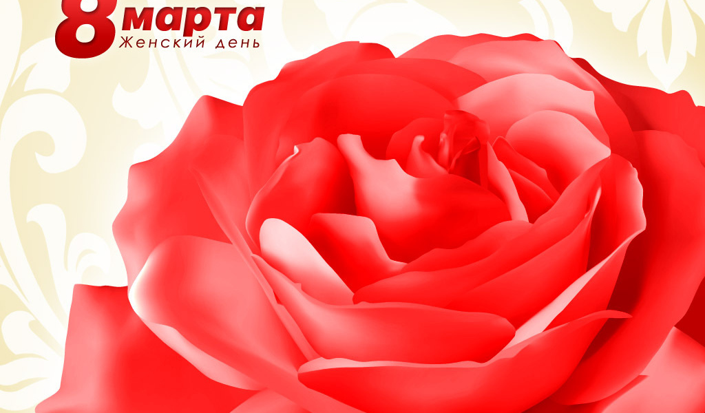 Великолепная роза на 8 марта