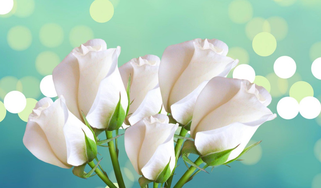 Красивые белые розы на голубом фоне женщинам на восьмое марта