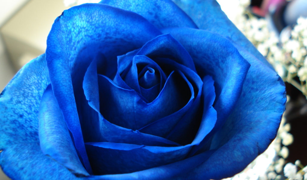 Синяя роза в подарок на восьмое марта