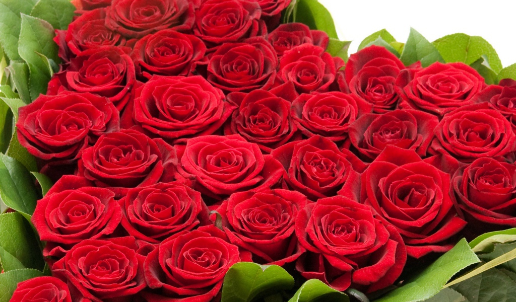 Букет красных роз на 8 марта для девушки