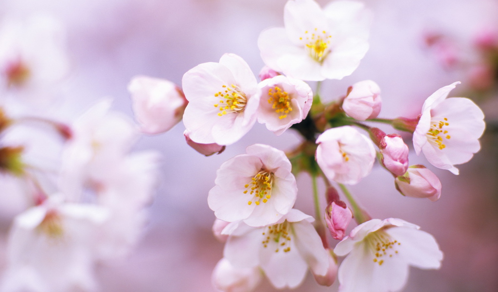 Цветы вишни на 8 марта