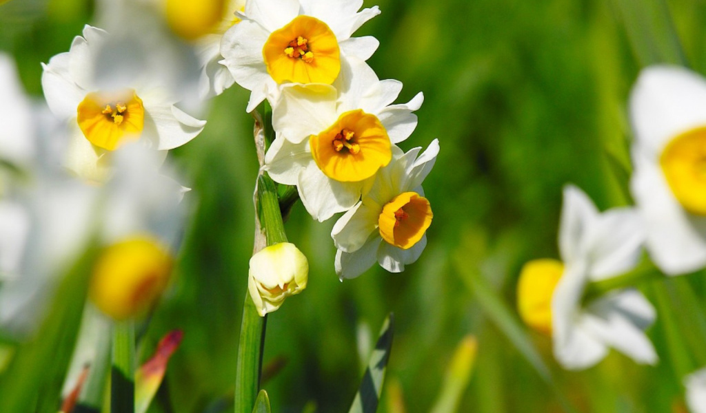Нарциссы на 8 марта