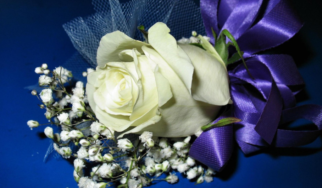 Украшенная белая роза на синем фоне в подарок на восьмое марта