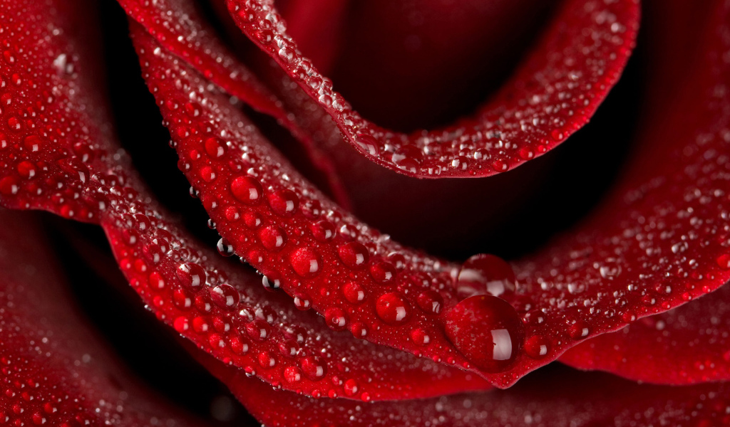 Нежная роза на 8 марта