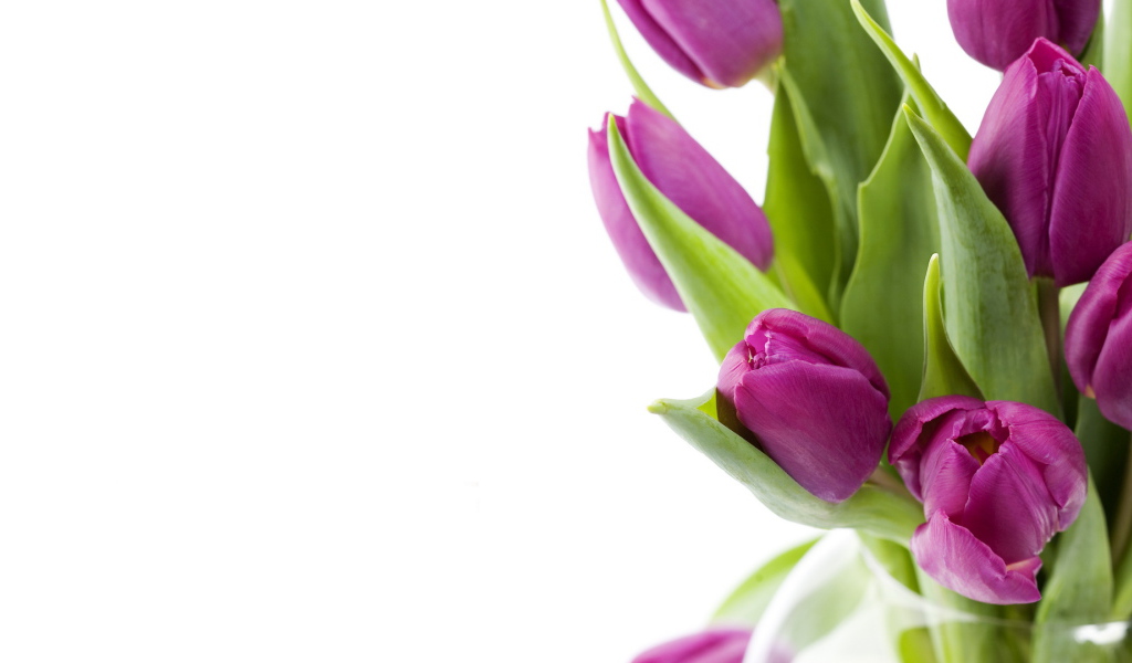 Нежные цветы на 8 марта