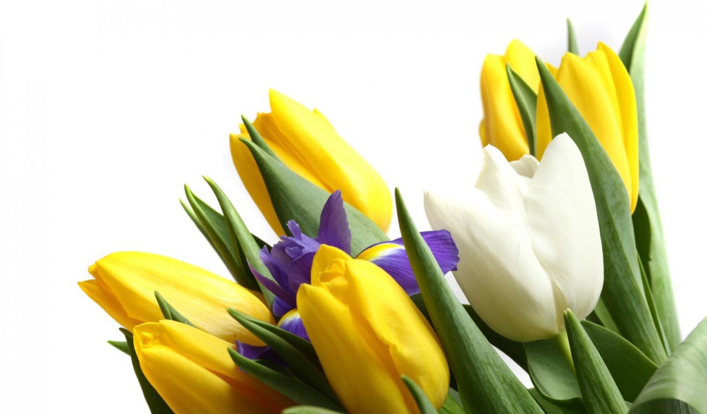 Цветы для девушки к 8 марта