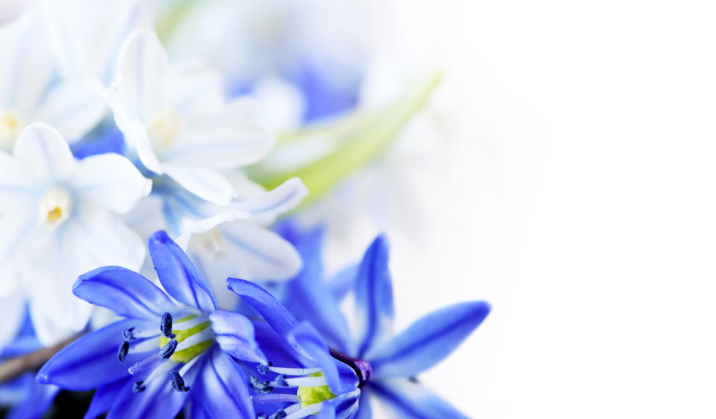 Великолепные цветы на 8 марта