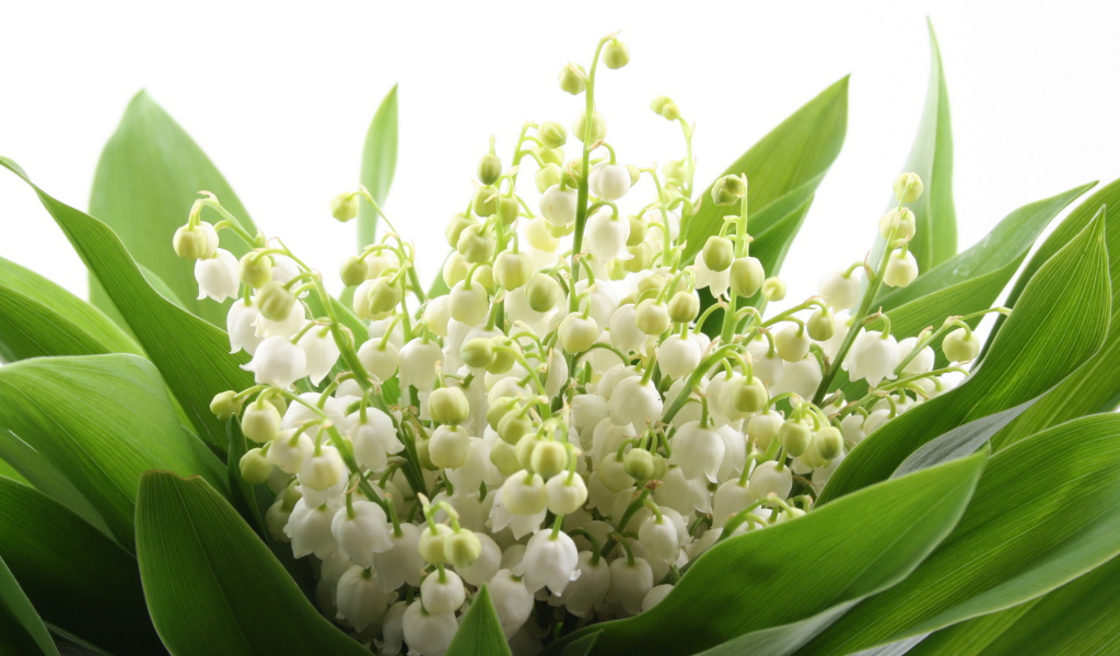 Ландыши на 8 марта