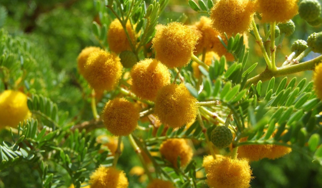 Цветы мимозы на 8 марта