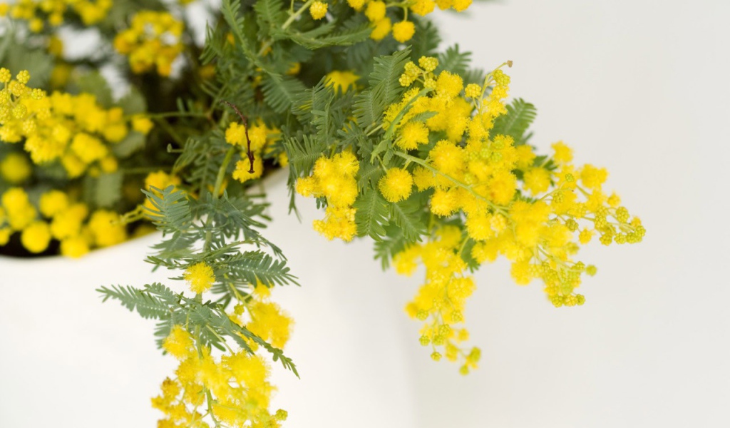 Мимоза на 8 марта