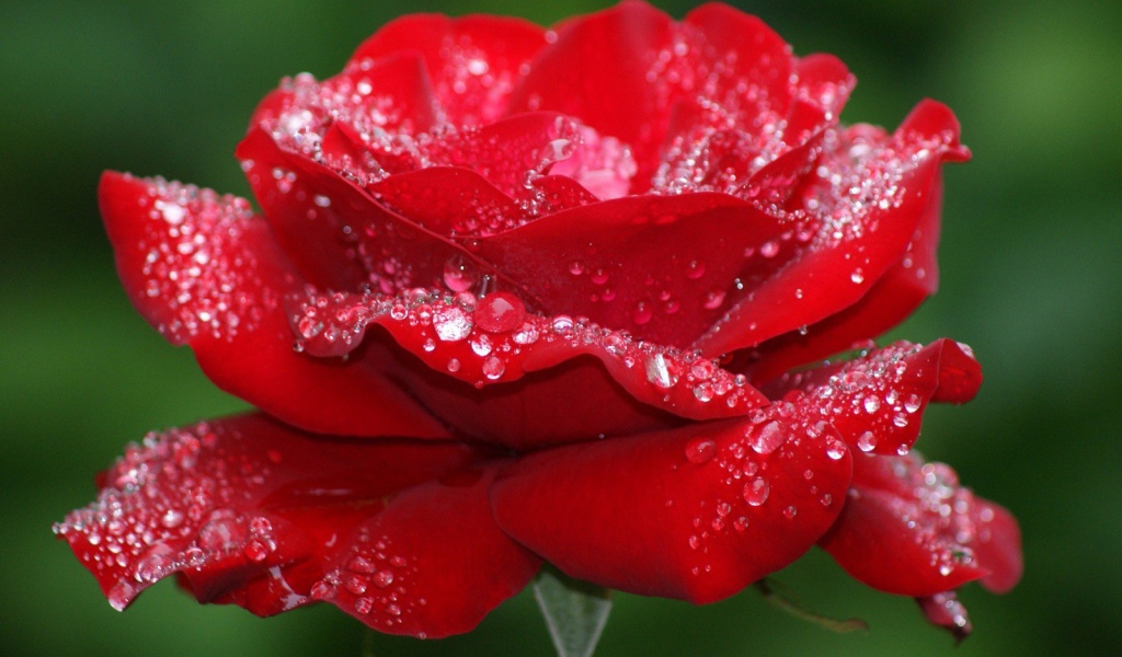 Утрення роза на 8 марта